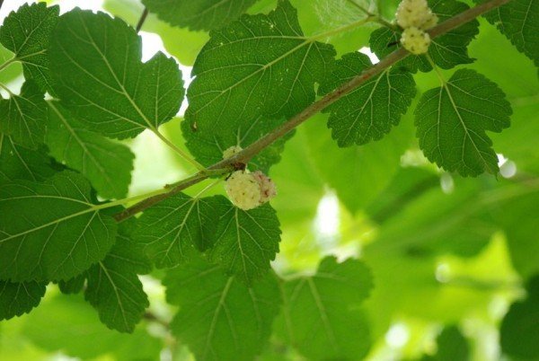 Листья шелковицы