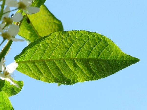 Листья черёмухи