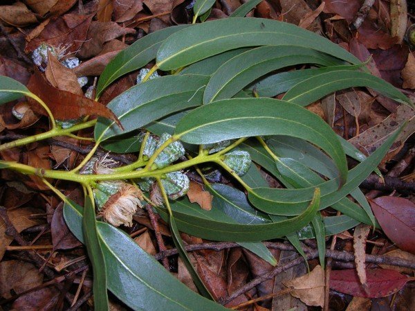 Веточка с листьями эвкалипта