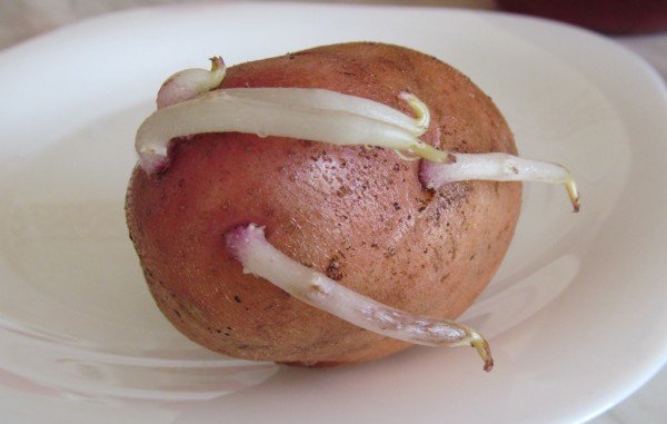 Картофель с ростками