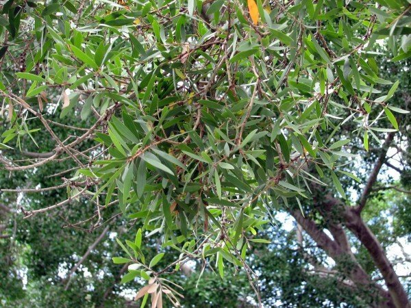 Мелалеука — чайное дерево