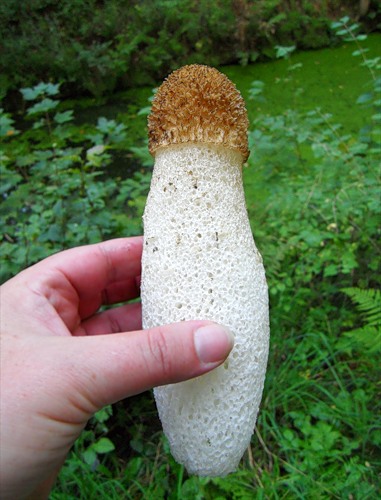 Молодой крупный гриб весёлка