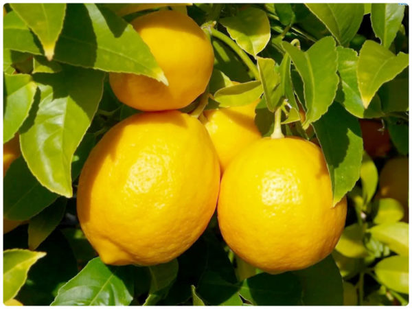 Лимоны на ветке