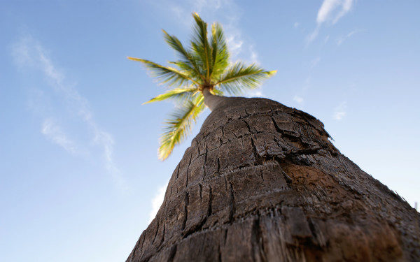 Кокосовая пальма (вид снизу)