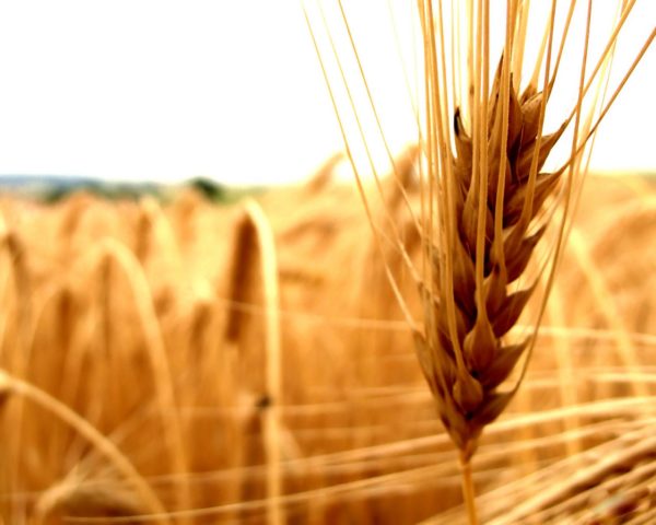 Пшеничный колос