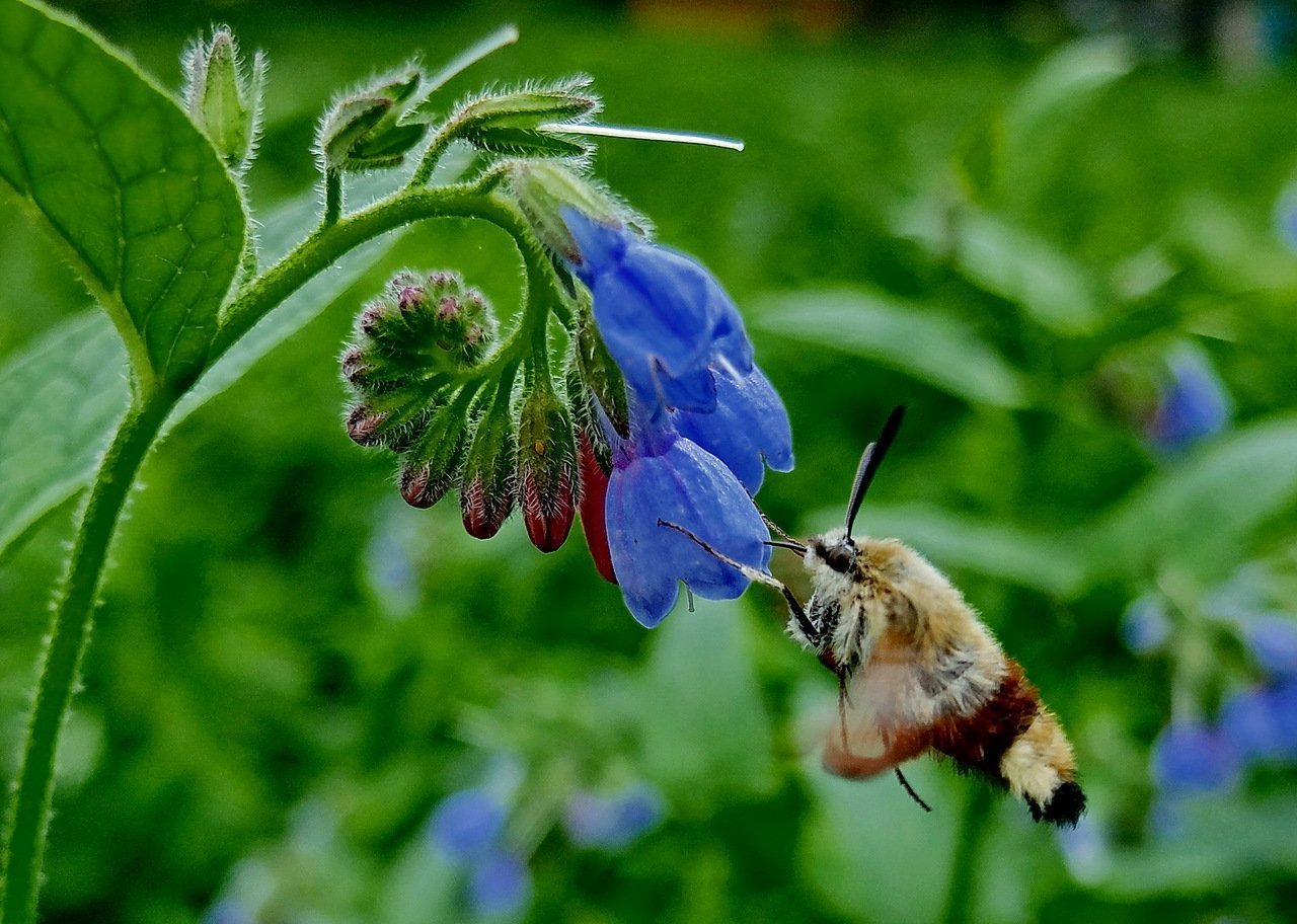Цветок окопника и пчела