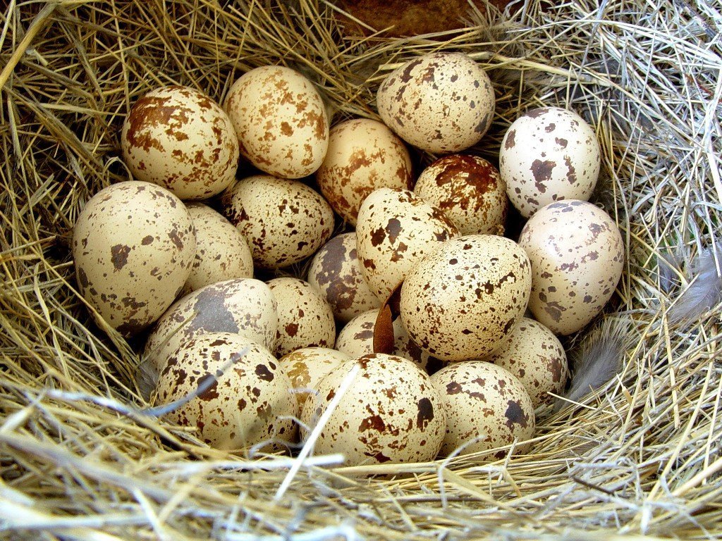 Куриные и перепелиные яйца помогут решить проблему с потенцией
