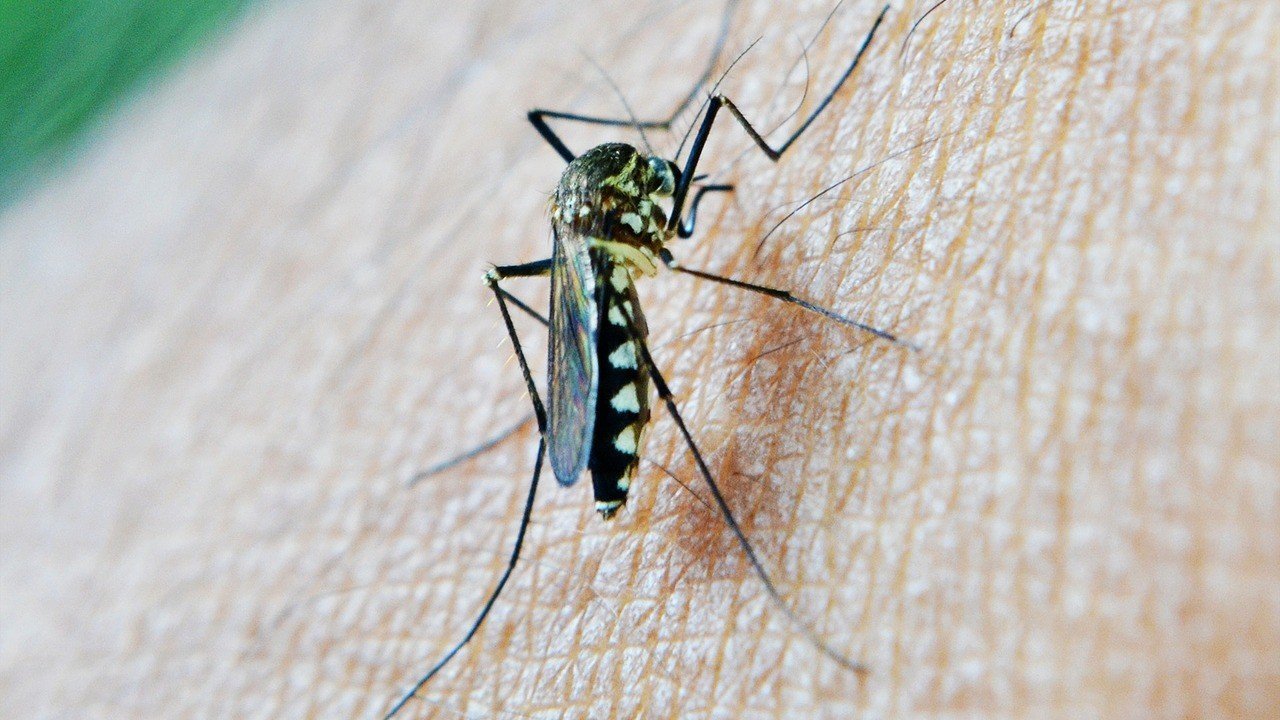 Лечим укусы комаров народными средствами