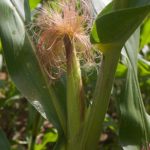 Женский цветок кукурузы