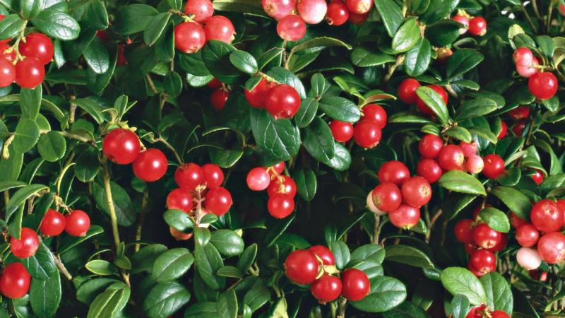Брусника: ягода здоровья и красоты